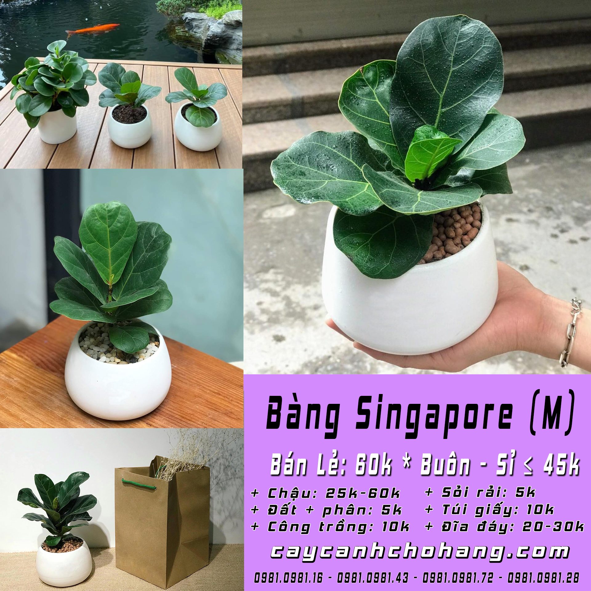 bang Singapore